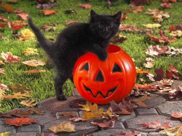 cat_261