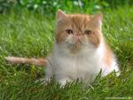 cat_268