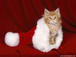cat_272