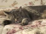 cat_276