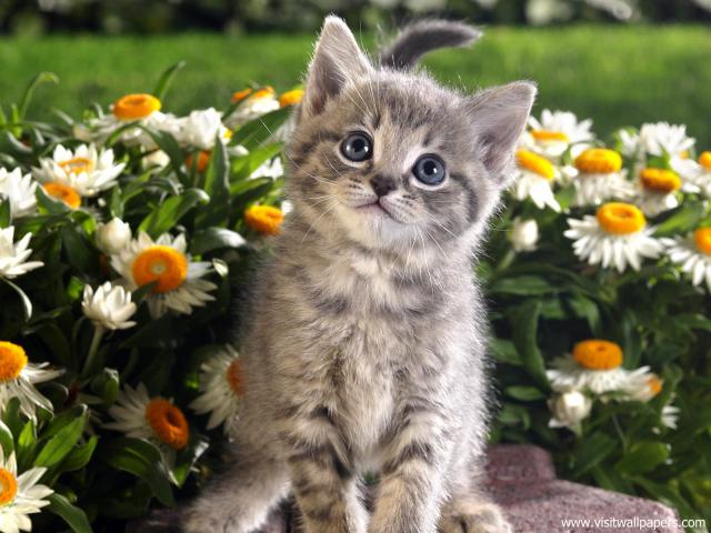 cat_279