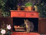 cat_281