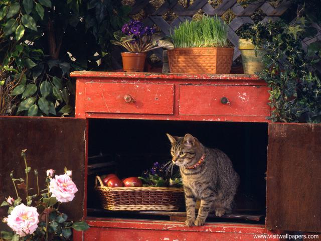 cat_281