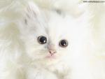 cat_283
