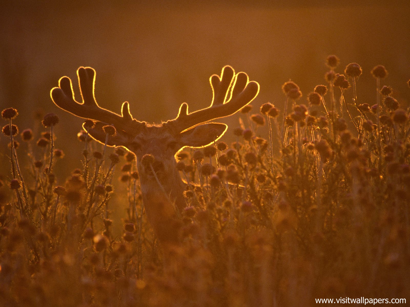 Animals_467
