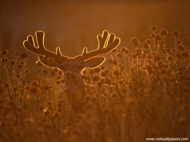Animals_467