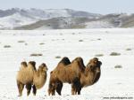 Animals_468