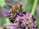 Animals_469