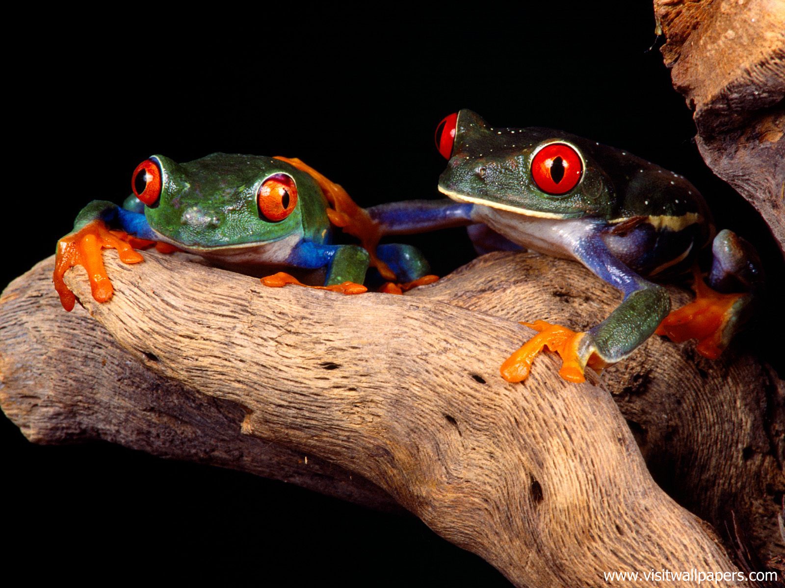 Animals_470