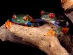 Animals_470