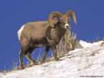 Animals_473