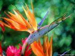Animals_474