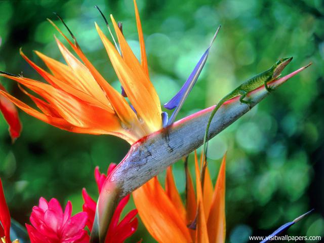 Animals_474