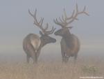 Animals_480