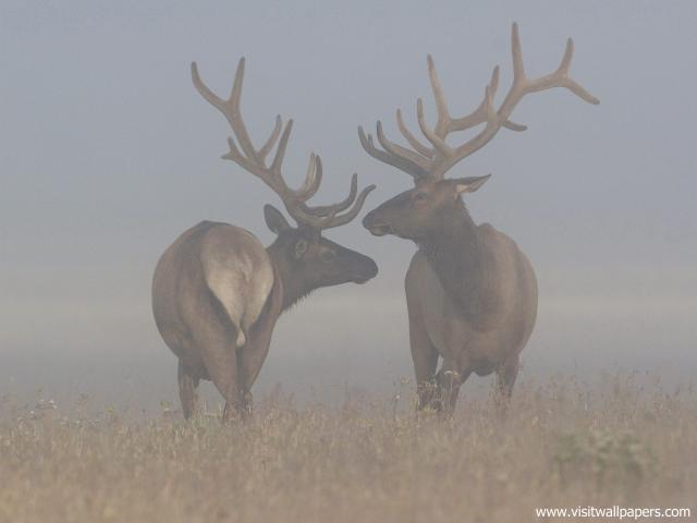 Animals_480