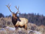 Animals_481
