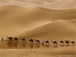 Animals_482