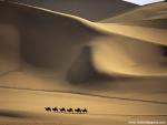 Animals_483