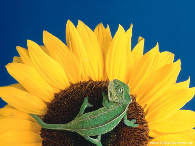 Animals_487