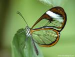 Animals_492