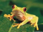 Animals_494