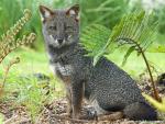 Animals_496
