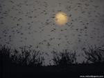 Animals_497