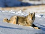 Animals_498