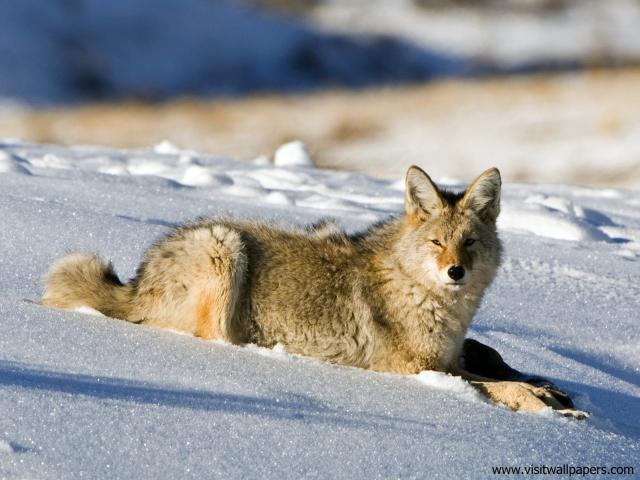 Animals_498