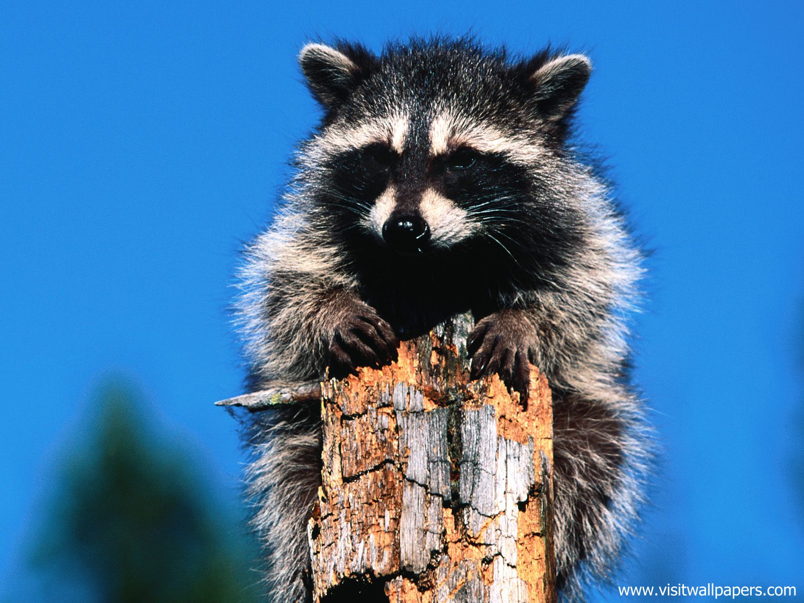 Animals_499
