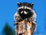 Animals_499
