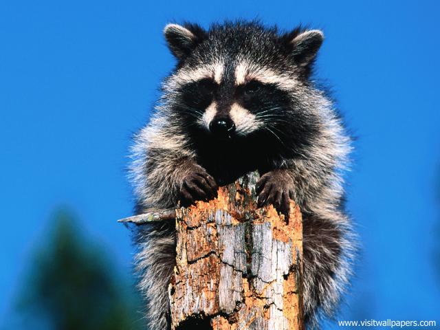Animals_499