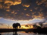 Animals_501