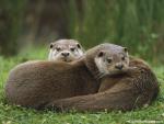 Animals_502
