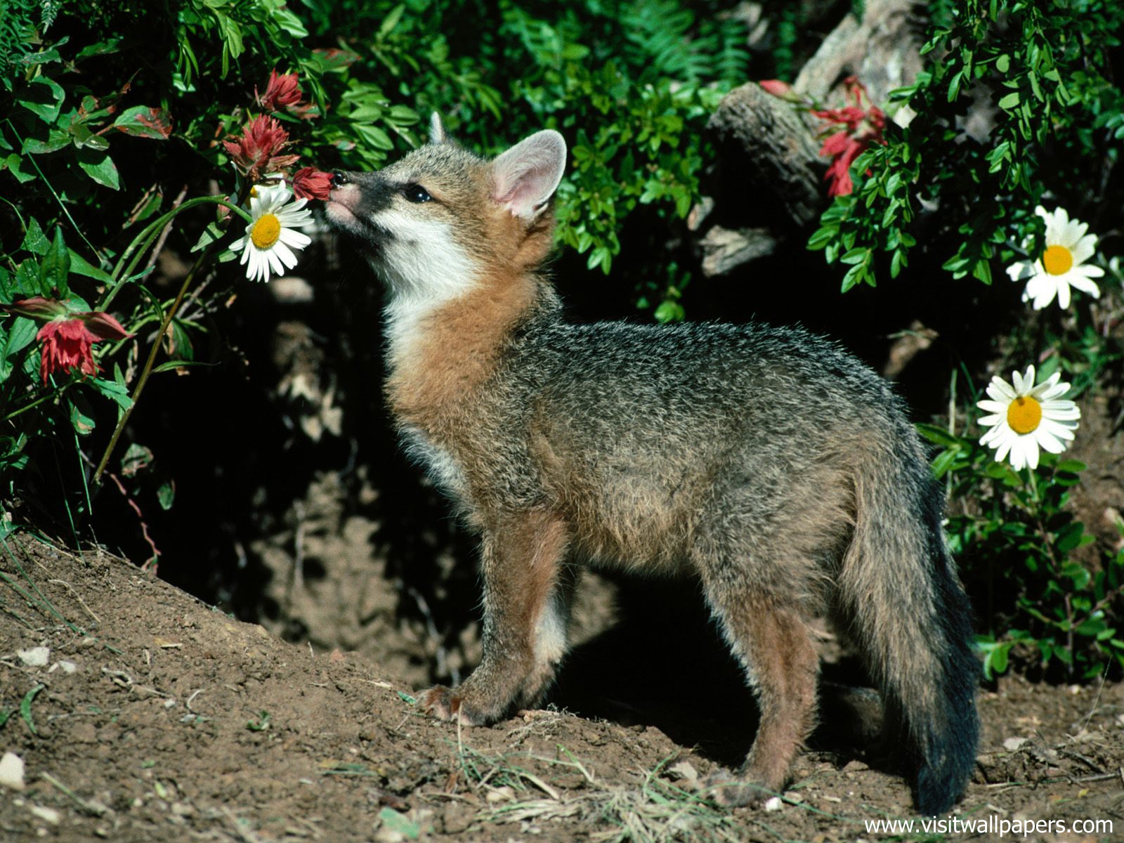 Animals_507