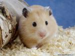 Animals_511