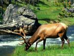Animals_517