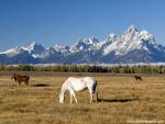 Animals_519