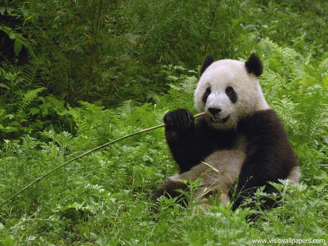 Animals_521