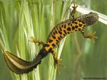 Animals_522