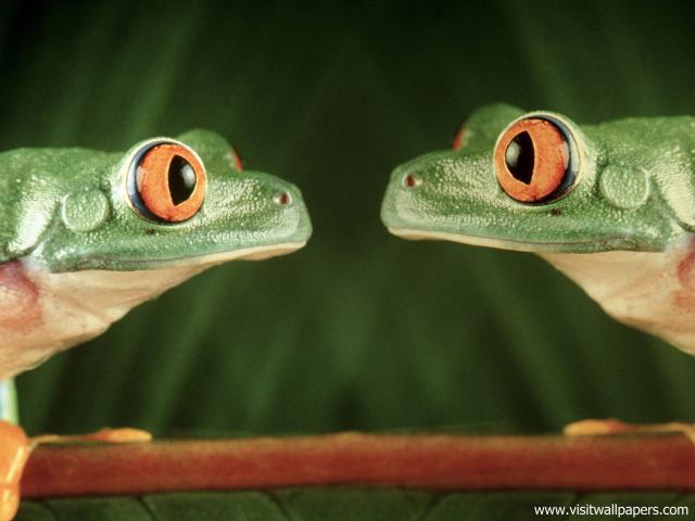 Animals_523