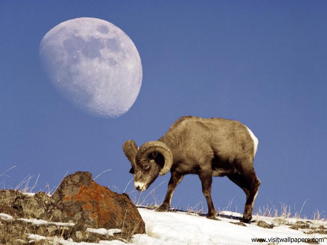 Animals_532