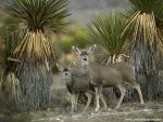 Animals_536