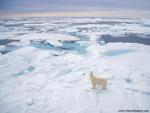 Animals_538