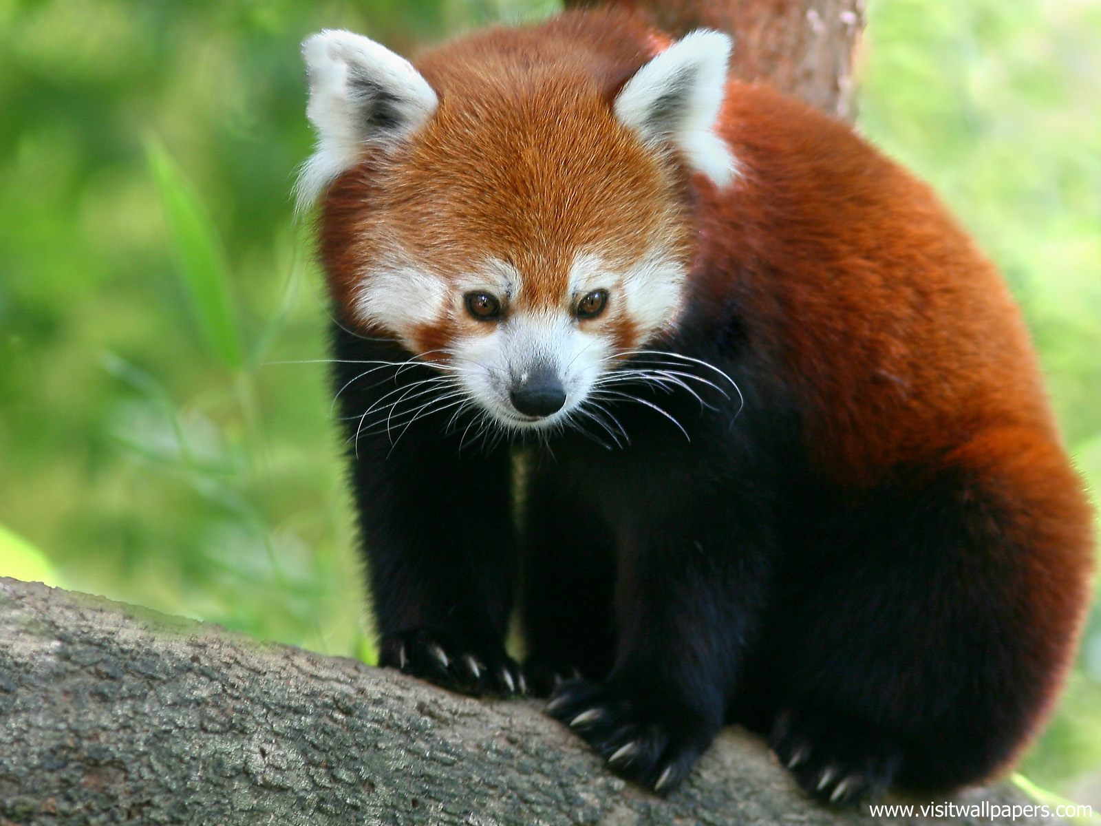 Animals_547