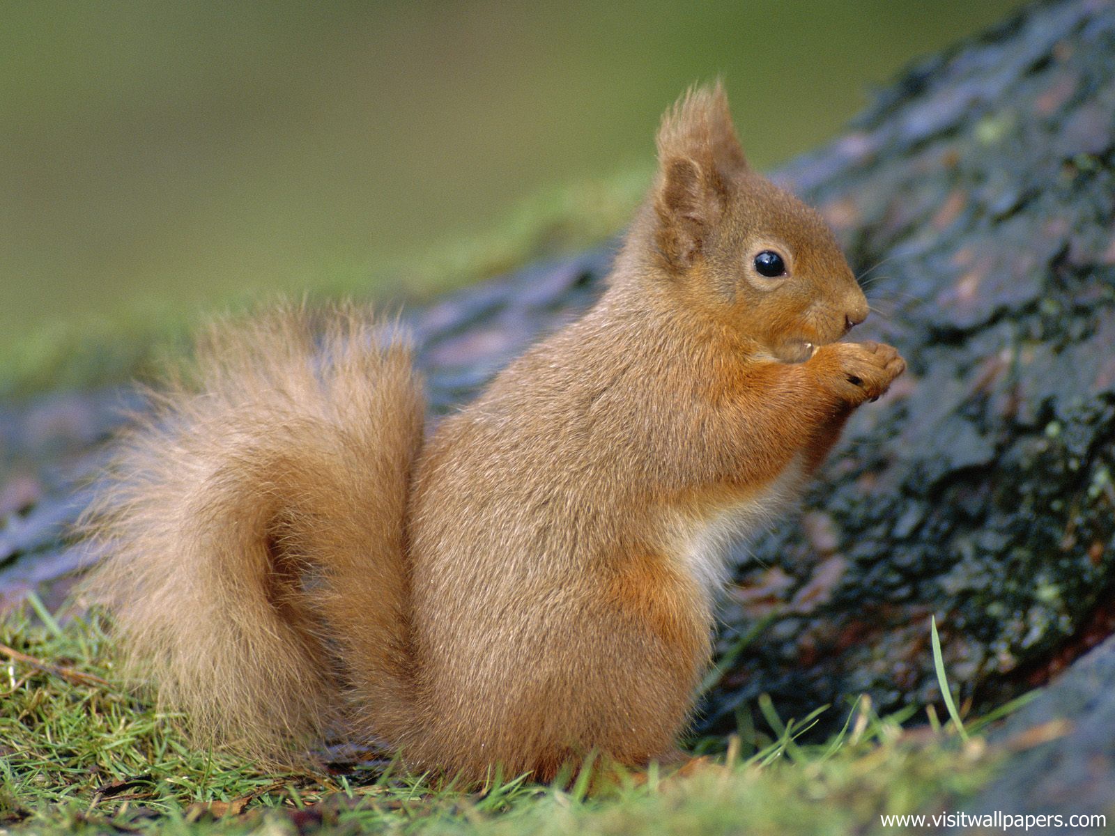 Animals_549
