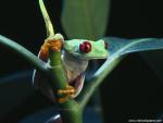 Animals_550
