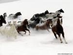 Animals_558