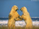 Animals_559