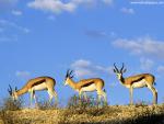 Animals_561